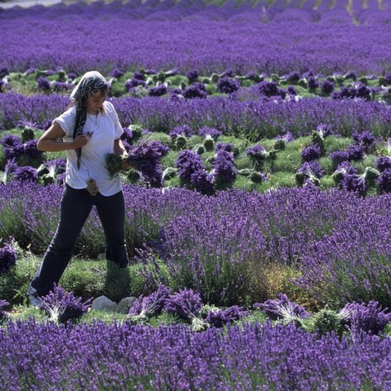 Provence e Languedoc