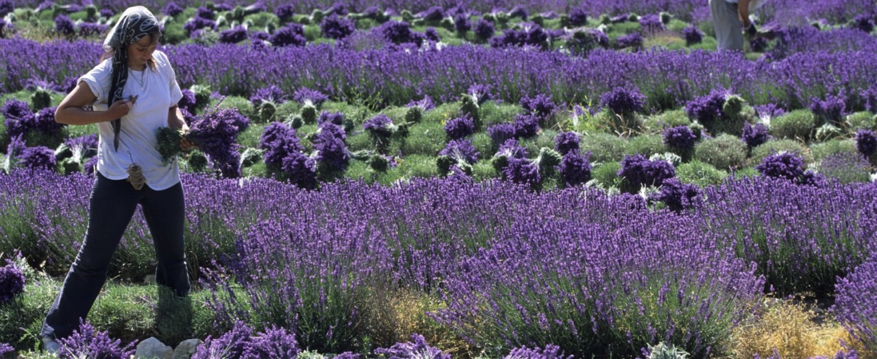 Provence e Languedoc